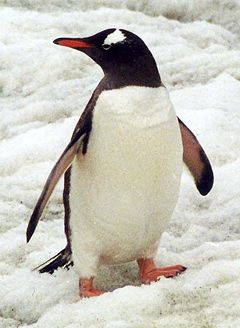 Gentoo penguin, Pygoscelis papua