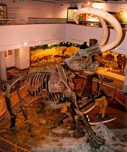 Mount of a Columbian Mammoth