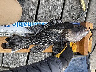 In Connecticut