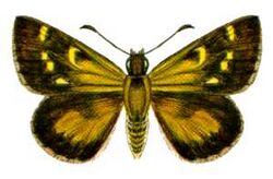 Anisynta tillyardi (ento-csiro-au).jpg