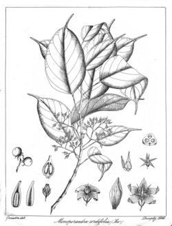 Monoporandra cordifolia Govindoo.jpg
