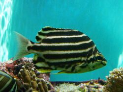 Stripey (Microcanthus strigatus) - GRB.JPG
