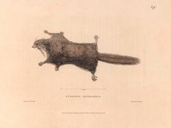 Zoological researches in Java, and the neighbouring islands BHL47293132.jpg