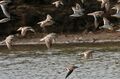 Terek sandpiper Xenus cinereus, little stint Calidris minuta and marsh sandpiper Tringa stagnatilis in Krishna Wildlife Sanctuary, Andhra Pradesh, India .