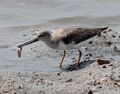 Eating ragworm in Shōnai River, Japan .
