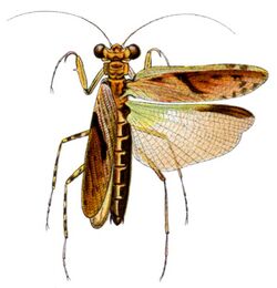 Amorphoscelis elegans.jpg