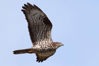 HoneyBuzzard2.jpg