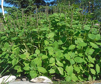 Leaves of Ocimum tenuiflorum L.