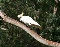 Sulphur-crested Cockatoo2.jpg