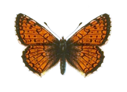 Melitaea arcesia chuana - Seitz.png