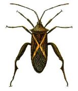 M. profana