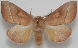 Nadata gibbosa, MM.jpg