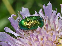 Chrysomelidae - Cryptocephalus sericeus-1.JPG