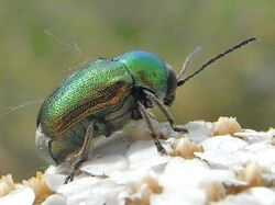 Cryptocephalus sericeus side.JPG