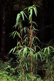 Bamboo stalks