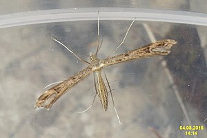 Cf. Saxifrage plume (Gru) (31602745720).jpg