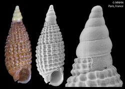 Joculator acuminatus (MNHN-IM-2014-6574).jpeg