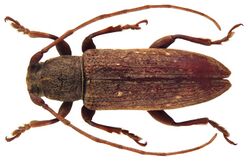 Sybra patruoides Breuning, 1939 (4644648523).jpg