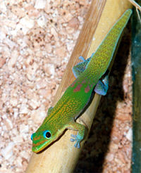 Gold dust day gecko