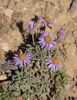 Alpine daisy Erigeron pygmaeus.jpg