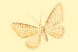 Eupithecia fuscicostata.JPG