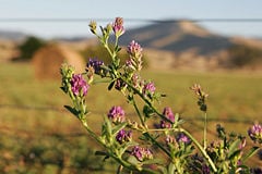 Medicago sativa