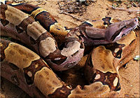 Boa constrictor, Boa constrictor