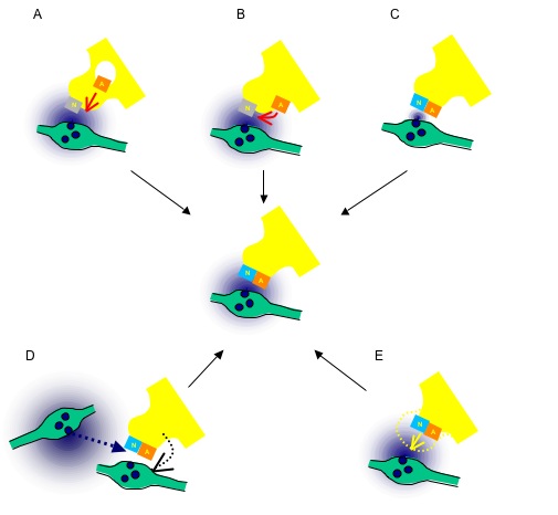 Alternative models for silent synapses