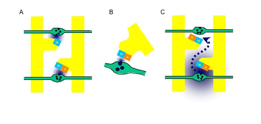 Alternative models for silent synapses