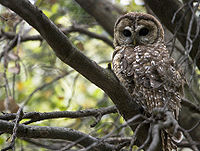 Mex spotted owl.jpg