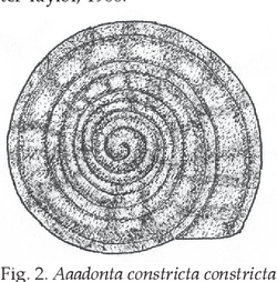 Aaadonta constricta illustration.png