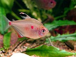 Bleeding heart tetra Hyphessobrycon erythrostigma