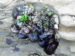 Mussels