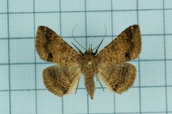 Ericeia pertendens.jpg