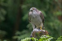 Northern goshawk1.jpg