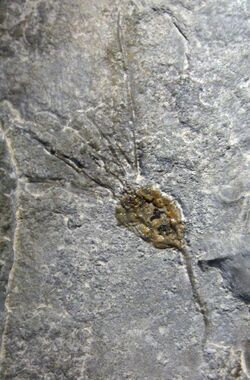 Gogia kitchnerensis 01.jpg