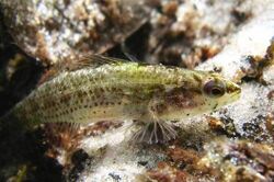 Etheostoma okaloosae.jpg