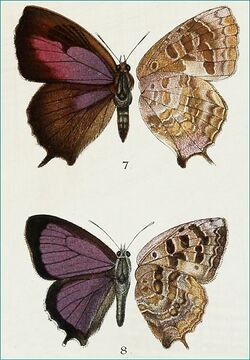 ArhopalaSinglaNic1885AC1.jpg