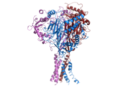 ENaC 6BQN subunit-colored.png