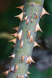 Rose thorns