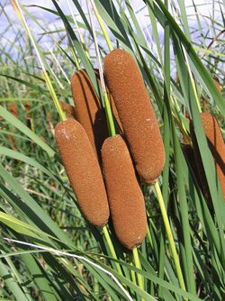 Typha laxmannii (fruit) 1.jpg