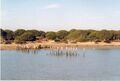 Stone pines in Doñana National Park, Spain