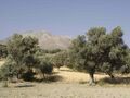 Dry olive groove, Crete