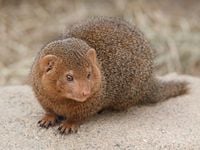 Dwarf mongoose