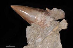 A brown shark toothed with top part lodged in a rock