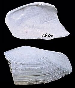 Psammobia fervensis2.jpg