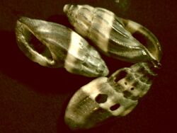 Eucithara bicolor 001.jpg