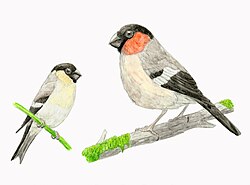 Pyrrhula crassa restoration.jpg