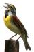Dickcissel male perched on a metal pole singing, with neck stretched and beak open.