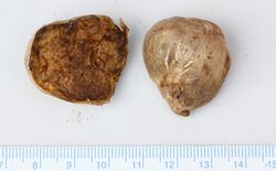 2014-10-26 Carbomyces Gilkey 475175.jpg